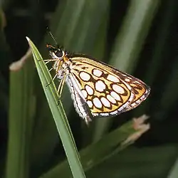 Spejlbredpande.Foto: Olaf Leillinger, 1998