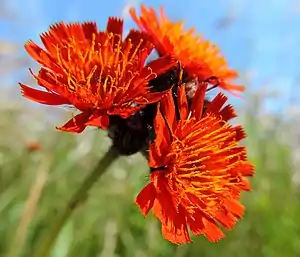 Pomerans-Høgeurt (Pilosella aurantiaca)
