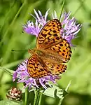 Skovperlemorsommerfugl     Argynnis adippe