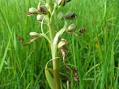 Varmt kalkholdigt tørt græsareal er foretrukne Himantoglossum hircinum (de) (Himantoglossum hircinum)