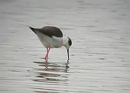 Stylteløber Himantopus himantopus