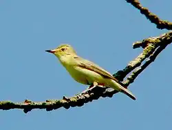 Gulbug, Hippolais icterina