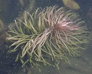 Plantens undervandsbladeFoto: I. Sáček, senior