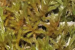 Gul Krumkapsel Homalothecium lutescens