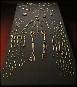 Et udvalg af de o. 1500 funddele