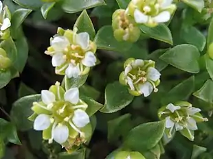 Strandarve (Honckenya peploides)