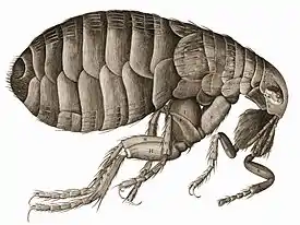 LoppeTegning fra Robert Hooke: Micrographia