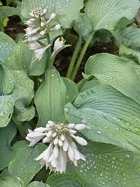 Hosta-sorten 'Bressingham Blue'.
