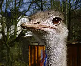 Masaistruds.Foto: Malene Thyssen, 2003