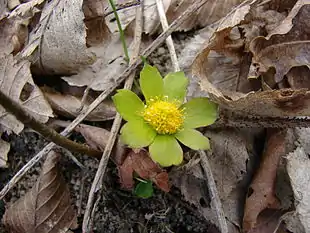 Vårskærm (Hacquetia epipactis) Foto: Citronekodvedle121.