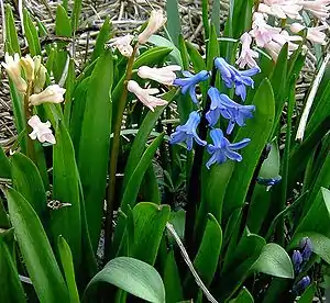 Kulturformer af Almindelig Hyacint (Hyacinthus orientalis).