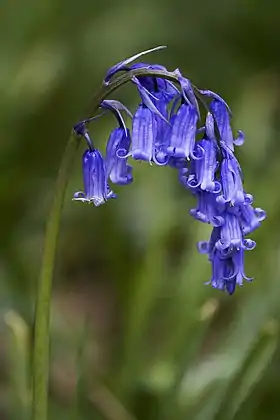Almindelig klokkeskilla (Hyacinthoides non-scripta)Foto: Michael Maggs