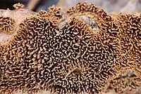 Hydnochaete olivacea