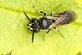 Hylaeus communis (havemaskebi)