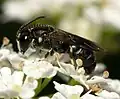 Hylaeus signatus (resedamaskebi)