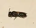 Hylaeus brevicornis (lille maskebi)