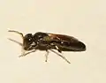 Hylaeus cornotus (hornmaskebi)