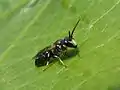 Hylaeus hyalinatus (kantmaskebi)