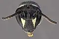 Hylaeus hyalinatus (kantmaskebi)