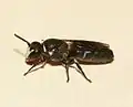 Hylaeus punctulatissimus (løgmaskebi)