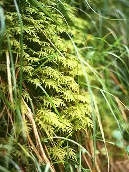 Almindelig etagemos Hylocomium splendensFoto: Franz Xaver