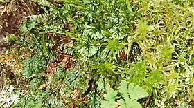 Hindebregne (Hymenophyllum wilsonii)