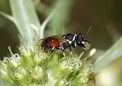 Hylaeus sp.