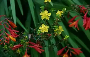 Prikbladet perikon (Hypericum perforatum)her sammen medMontbretia (Crocosmia x crocosmiiflora).