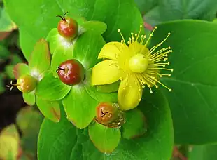 Bærperikon (Hypericum androsaemum) Foto: Agnieszka Kwiecień