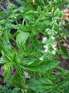 Almindelig Basilikum (Ocimum basilicum) Foto: Mariuszjbie