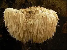 Hericium erinaceus