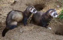 Ildere i Skandinavisk Dyrepark.Foto: Malene Thyssen, 2005