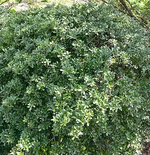 Buksbombladet kristtorn (Ilex crenata) i den naturlige form.