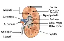 Frontalsnit af nyren med større strukturer markeret