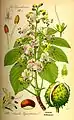 Almindelig hestekastanje (Aesculus hippocastanum), et medlem af Sæbetræ-ordenen (Sapindales).