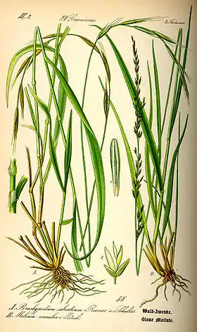 Blåtop (Molinia caerulea).
