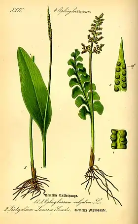 Ophioglossum vulgatum.