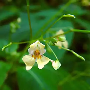 Småblomstret balsamin (Impatiens parviflora).