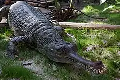 Gavial (foto fra amerikansk zoo)