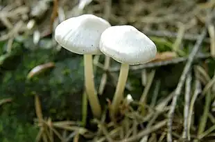 Almindelig Trævlhat (Inocybe geophylla)