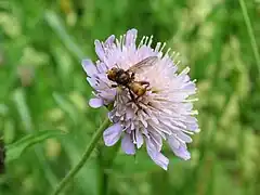 Brun hvepseflue (Myopa buccata)