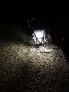 Voksne buksbomhalvmøl tiltrukket af lampe