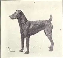 Irsk terrier omkring 1915