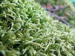 Stor Stammemos Isothecium myurum