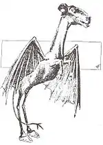 Illustration af Jersey Djævlen.