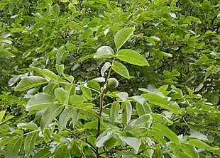 Almindelig Valnød er den mest kendte art inden for familien.