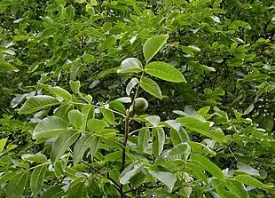 Valnød (Juglans regia) Foto: Sten Porse.