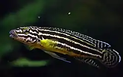 Julidochromis regani