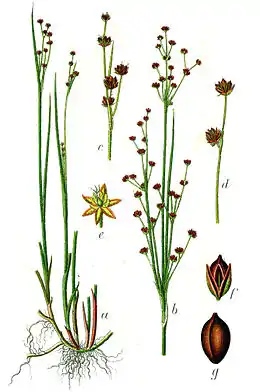 Botanisk illustration 
fra Deutschlands Flora in Abbildungen 1796