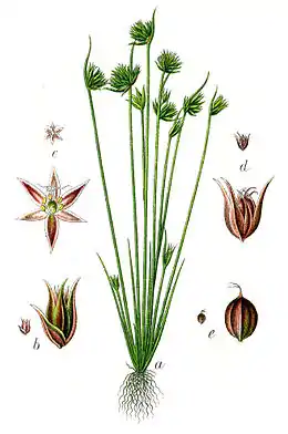 Botanisk illustration
fra Deutschlands Flora in Abbildungen 1796